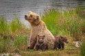 140 Katmai NP, bruine beren